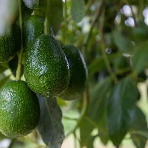 Group,Of,Avocados,Hanging,On,A,Tree